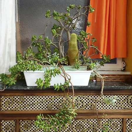 Laya Valentina * Turin