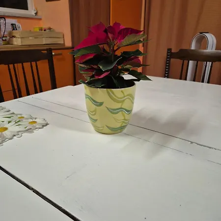 Apartment Laya Valentina