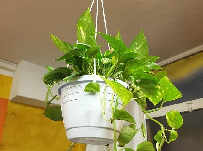 Laya Valentina Turin