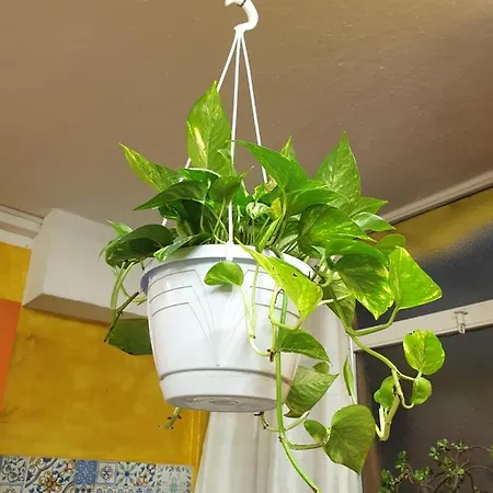 Laya Valentina Turim